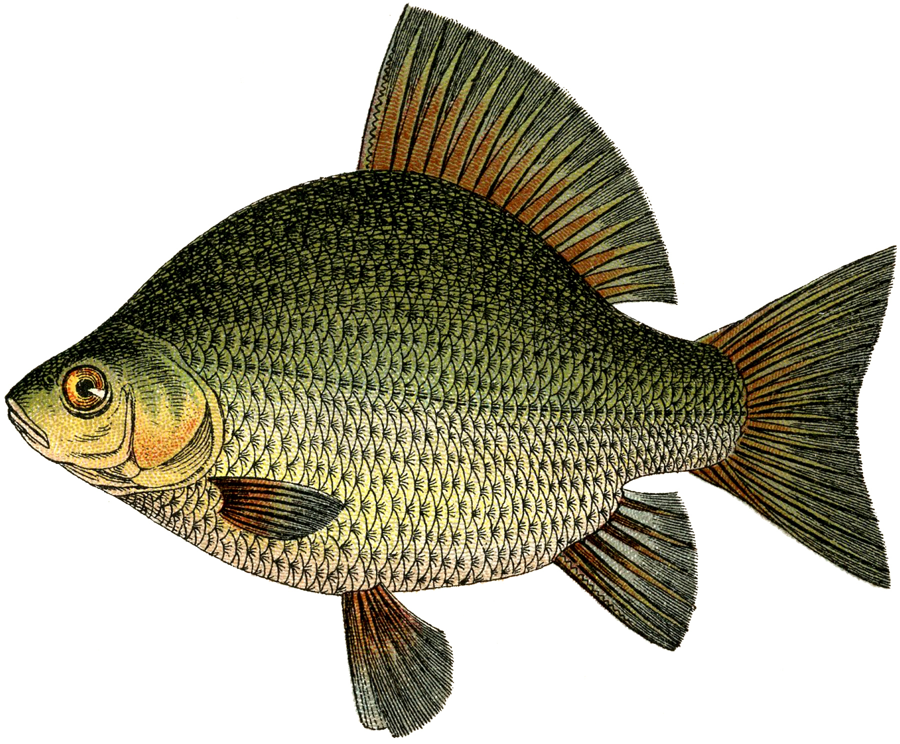 25 Free Fish Clipart ! - The Graphics Fairy with regard to Free Printable Pictures Of Fish