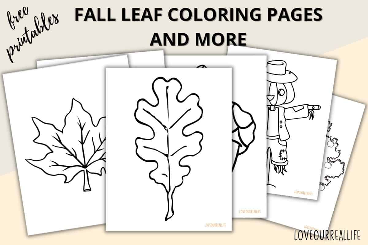 Fall Leaves Coloring Pages + Free Printable Leaf Templates ⋆ Love in Free Fall Printables Leaves